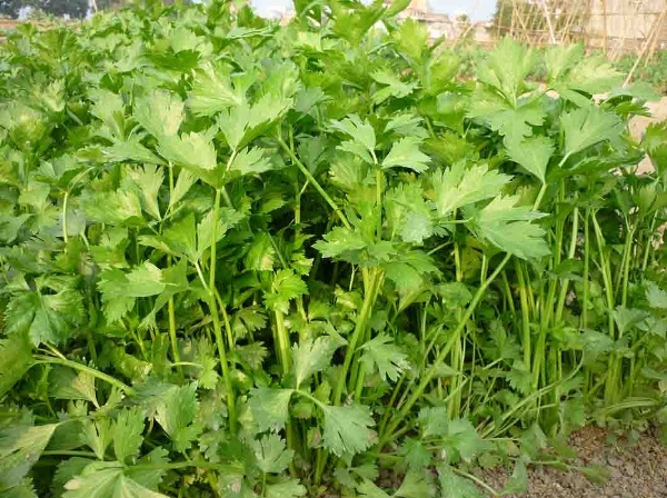 Sống chung với bệnh cao huyết &aacute;p kh&ocirc;ng kh&oacute; 3