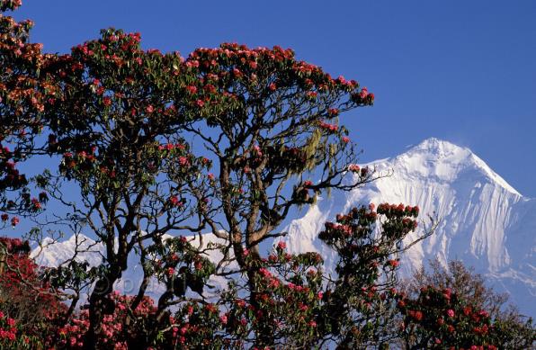 Nepal – Vùng đất vàng cho những chuyến hành trình để đời - Ảnh 7.
