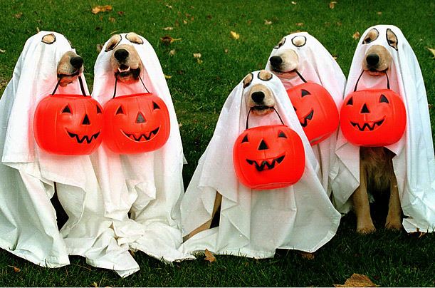 Đại tiệc thú cưng PETrifying mùa Halloween lần đầu tiên tại Crescent Mall - Ảnh 1.