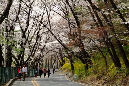 Đến xứ Hàn, đừng quên mục sở thị những thiên đường hoa anh đào tuyệt đẹp này - Ảnh 7.