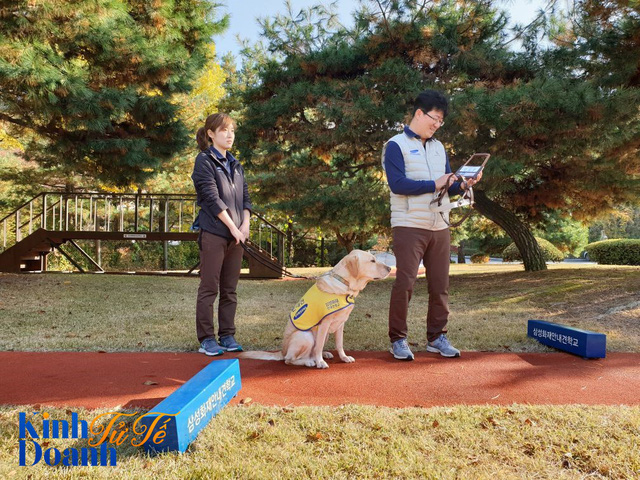 Tìm hiểu về ngôi trường dạy chó siêu độc đáo tại Hàn Quốc - Ảnh 3.