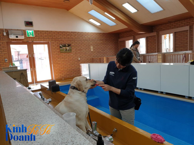 Tìm hiểu về ngôi trường dạy chó siêu độc đáo tại Hàn Quốc - Ảnh 5.