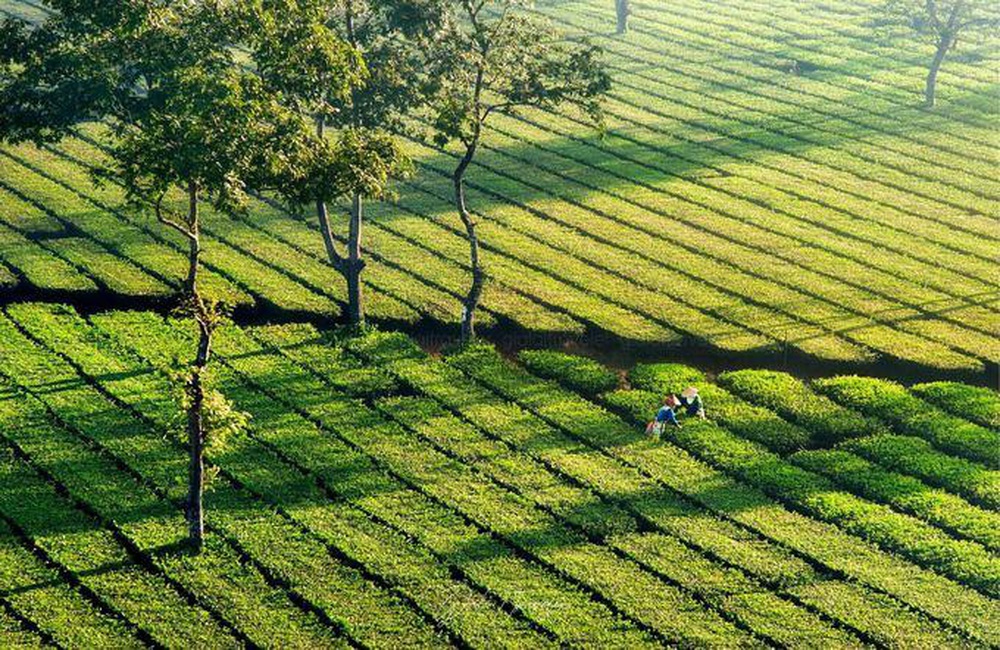 Có một mùa thu cực “khác” ở Tây Nguyên - Ảnh 2.