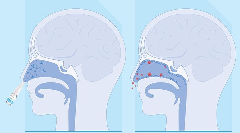 Dung dịch xịt mũi tăng miễn dịch: Bảo bối đề kháng hô hấp của mọi nhà - Ảnh 2.