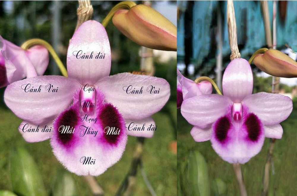 Hoa lan Nam Đô: Vị vua của các loài hoa và bí mật của nó - Ảnh 3.