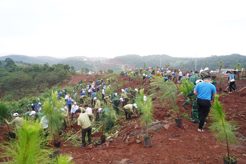 Thêm 60.000 cây giống được trồng tại rừng đầu nguồn Đắk Lắk, Đắk Nông - Ảnh 3.