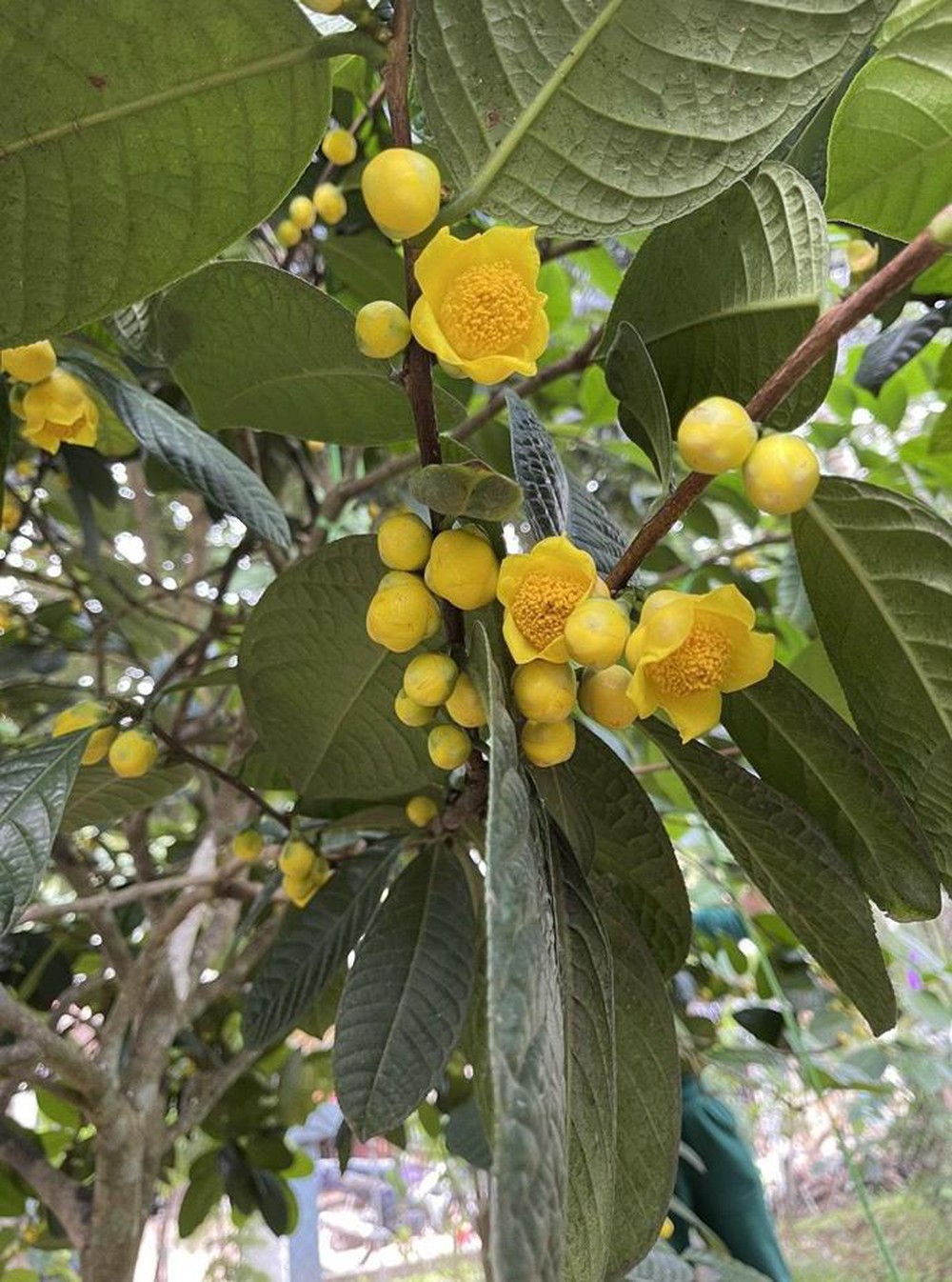 Hakoda Ninh Việt Nam ra mắt Nimellia trà hoa vàng sau 30 năm cần mẫn của vị giáo sư - Ảnh 1.