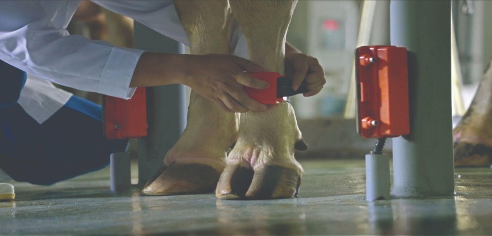 Từ cánh đồng hướng dương 150 ha đến kỷ lục thế giới năm 2026 của TH true MILK- Ảnh 5.