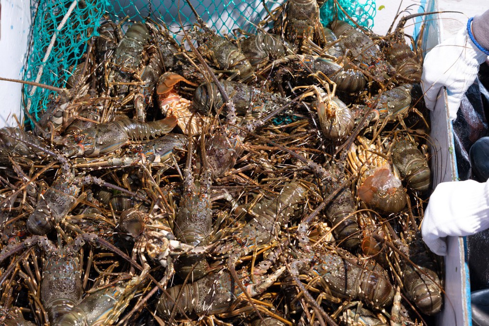 KLC Seafood đưa hải sản tươi sống Việt Nam đến CFSE 2026 tại Trung Quốc - Ảnh 1.