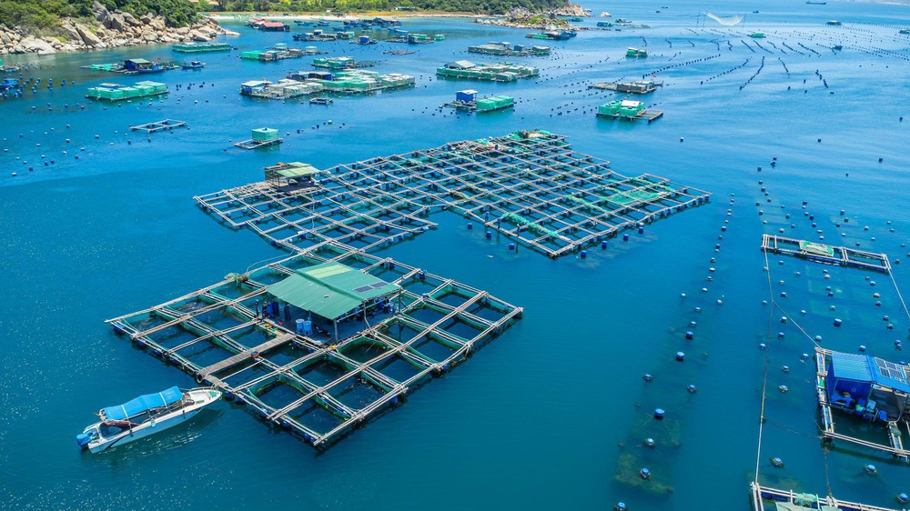 KLC Seafood đưa tôm hùm Việt đến thị trường toàn cầu tại CFSE 2026- Ảnh 3.