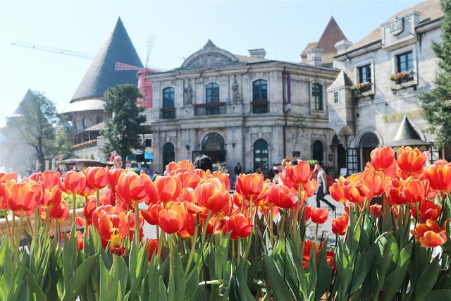 Hơn triệu bông tulip biến Bà Nà thành “xứ sở Hà Lan” - Ảnh 1.