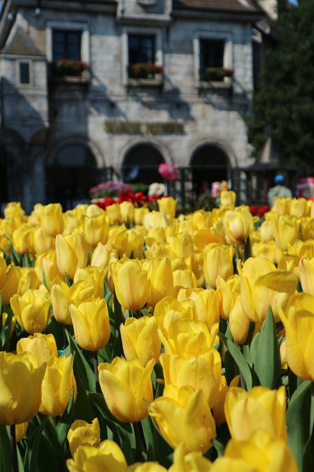 Hơn triệu bông tulip biến Bà Nà thành “xứ sở Hà Lan” - Ảnh 2.