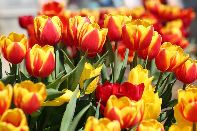 Hơn triệu bông tulip biến Bà Nà thành “xứ sở Hà Lan” - Ảnh 3.