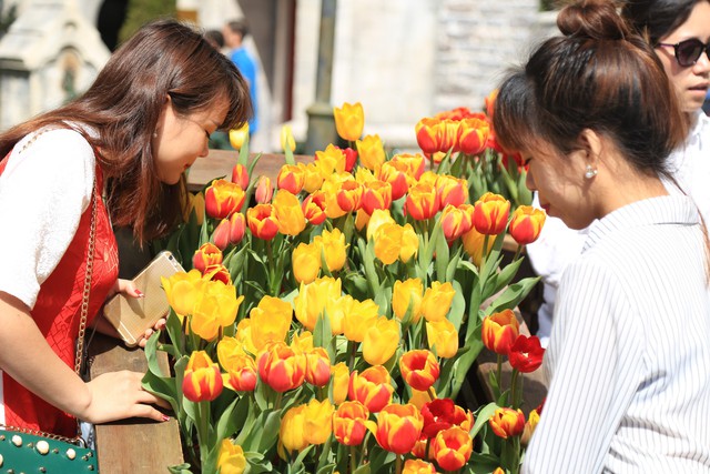 Hơn triệu bông tulip biến Bà Nà thành “xứ sở Hà Lan” - Ảnh 4.