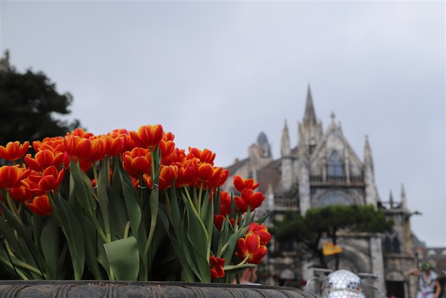 Hơn triệu bông tulip biến Bà Nà thành “xứ sở Hà Lan” - Ảnh 5.