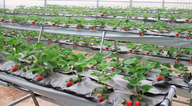 Lạc lối tại chuỗi kh&aacute;ch sạn, khu du lịch ở Fresh Dalat - Ảnh 4.