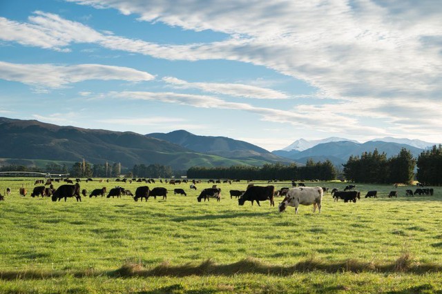 Lãnh sự quán New Zealand giới thiệu và Traphaco bảo chứng chất lượng cho dòng sản phẩm sữa từ New Zealand - Ảnh 2.