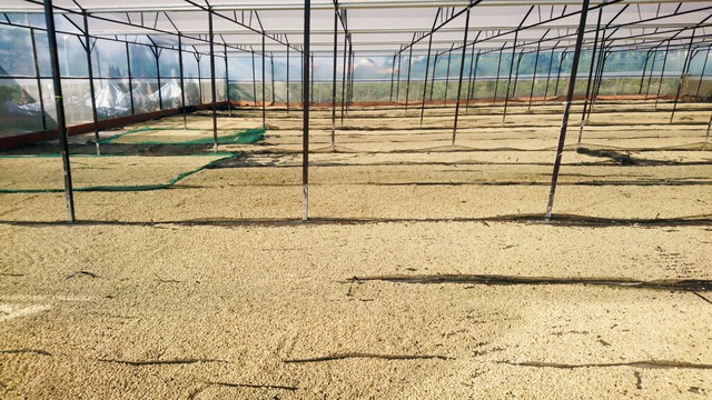 From farm to cup và bài toán kết nối nguồn lực, nâng cao giá trị cho cà phê của doanh nghiệp cà phê Việt - Ảnh 3.