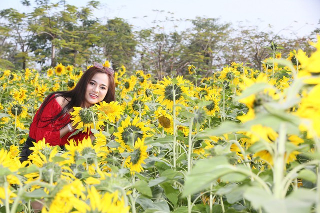 Gần 15.000 cây hoa hướng dương đồng loạt bung lụa trong Lễ hội hoa xuân ở Sun World Halong Complex - Ảnh 4.