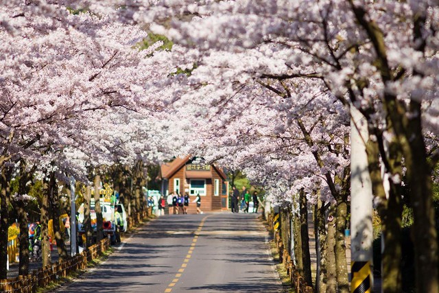 Đến Hàn Quốc vào tháng 3, tháng 4 để được đắm chìm trong thế giới lãng mạn của hoa anh đào - Ảnh 3.