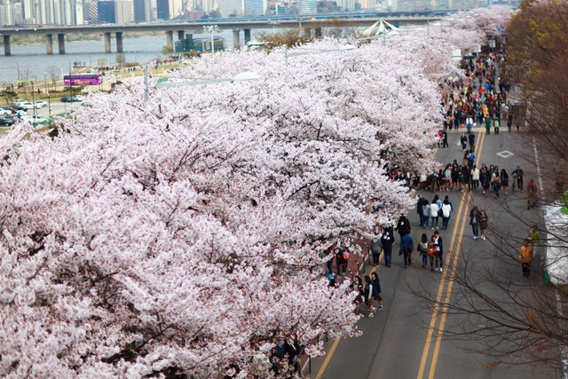 Đến Hàn Quốc vào tháng 3, tháng 4 để được đắm chìm trong thế giới lãng mạn của hoa anh đào - Ảnh 5.