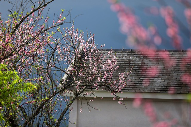 Cận cảnh thiên đường hoa nở trong mây ở Fansipan - Ảnh 2.