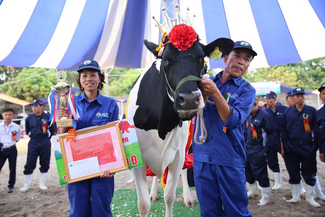 600 “triệu phú” nuôi bò sữa trên cao nguyên Mộc Châu - Ảnh 1.