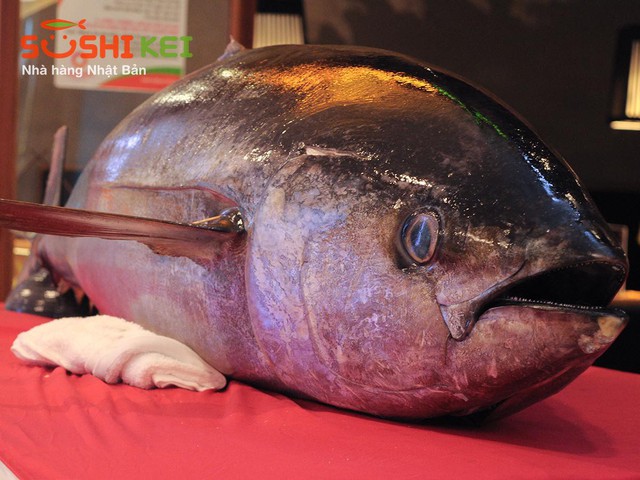 Khó tin: Cá ngừ 100kg và màn trình diễn chế biến chuyên nghiệp ngay tại nhà hàng Nhật - Ảnh 2.