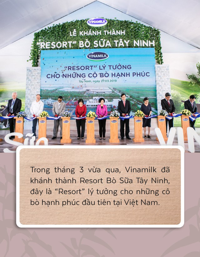 Resort bò sữa tại Tây Ninh - Nơi sinh sống của những cô bò hạnh phúc - Ảnh 1.