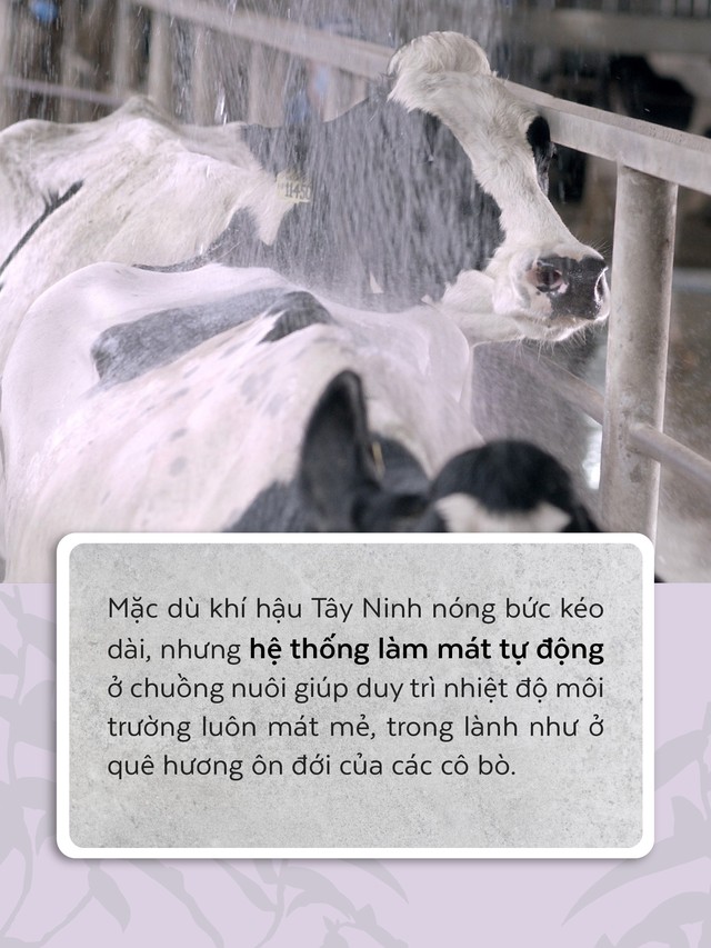 Resort bò sữa tại Tây Ninh - Nơi sinh sống của những cô bò hạnh phúc - Ảnh 3.