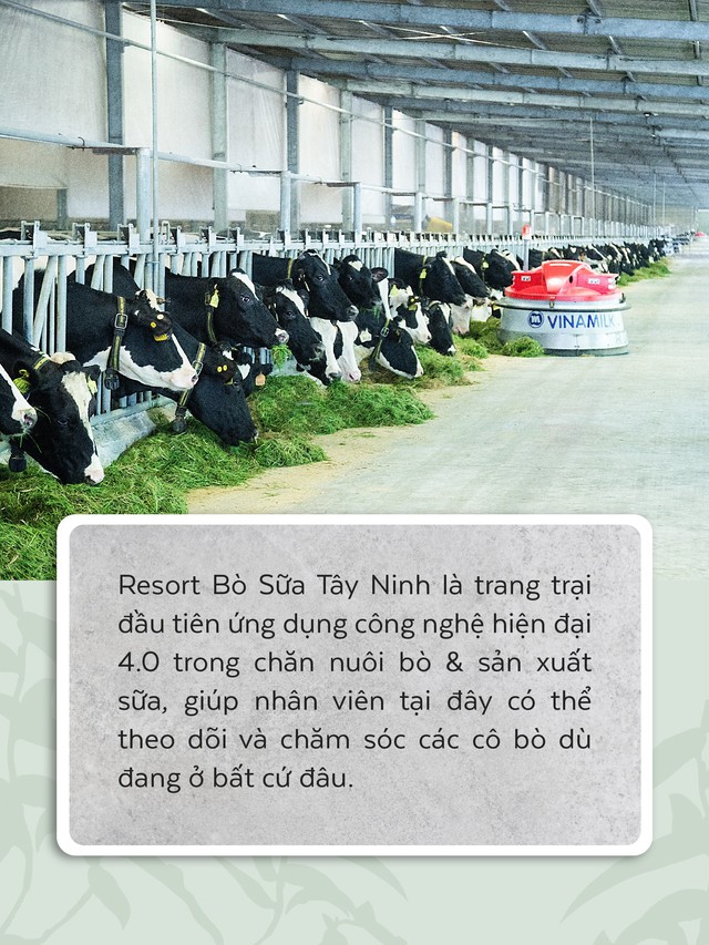 Resort bò sữa tại Tây Ninh - Nơi sinh sống của những cô bò hạnh phúc - Ảnh 5.