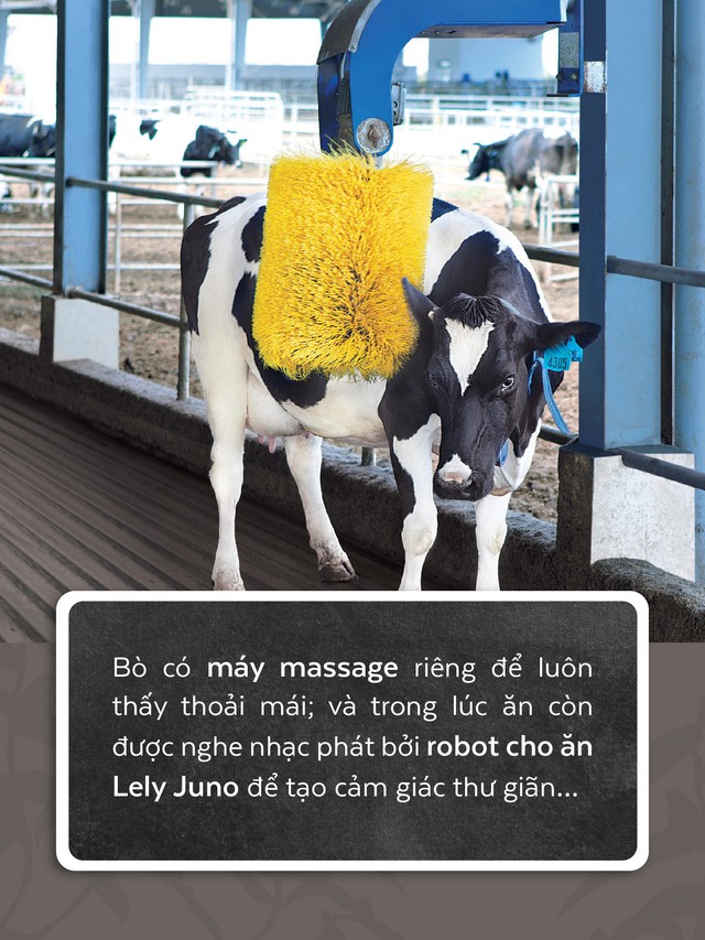 Resort bò sữa tại Tây Ninh - Nơi sinh sống của những cô bò hạnh phúc - Ảnh 7.