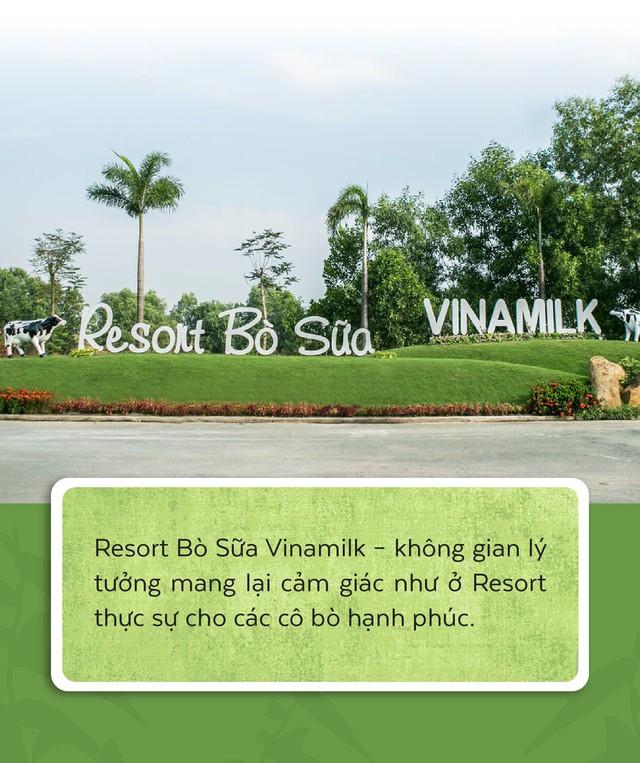 Resort bò sữa tại Tây Ninh - Nơi sinh sống của những cô bò hạnh phúc - Ảnh 8.