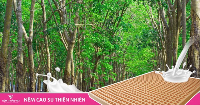 Nệm Thuần Việt với sứ mệnh nâng niu giấc ngủ của mọi nhà - Ảnh 1.