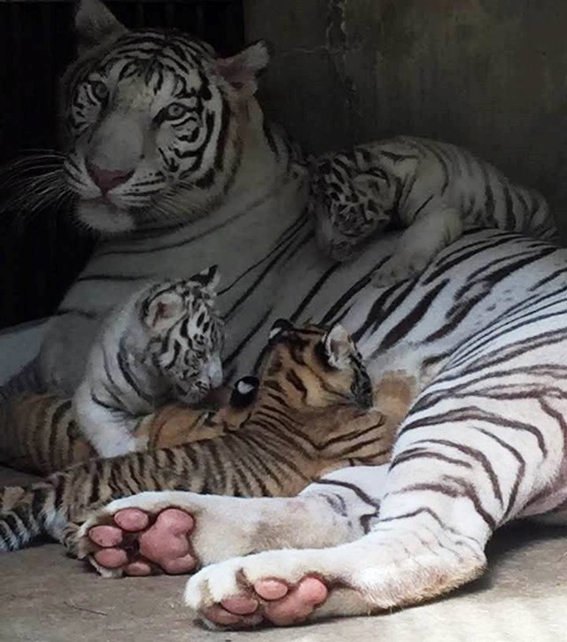 Sở thú Vườn Xoài – Đồng Nai liên tục đón nhận tin vui từ nhiều thú con mới sinh - Ảnh 1.