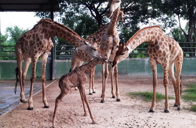 Sở thú Vườn Xoài – Đồng Nai liên tục đón nhận tin vui từ nhiều thú con mới sinh - Ảnh 2.