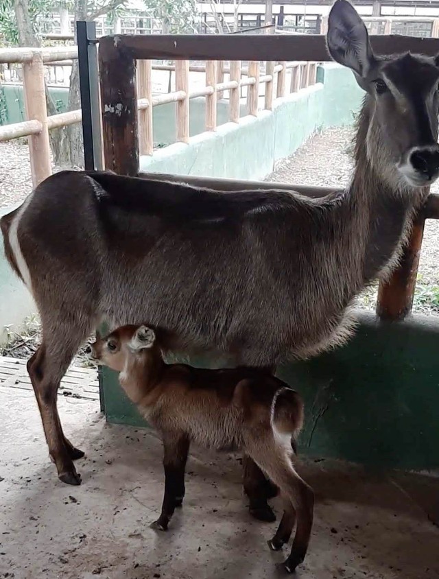 Sở thú Vườn Xoài – Đồng Nai liên tục đón nhận tin vui từ nhiều thú con mới sinh - Ảnh 3.
