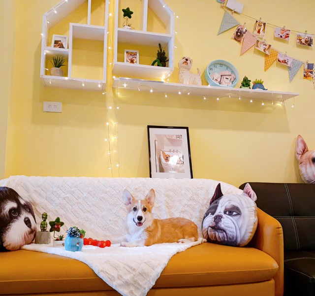 Shiny Pet – Spa cao cấp dành cho thú cưng tại Hà Nội - Ảnh 3.