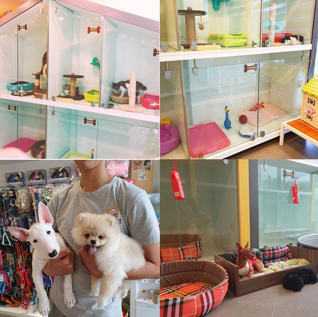 Shiny Pet – Spa cao cấp dành cho thú cưng tại Hà Nội - Ảnh 7.
