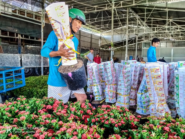 Làng hoa Sa Đéc vào mùa trẩy hội - Ảnh 8.