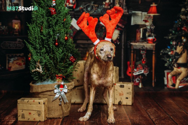 Cảm động bộ ảnh Giáng sinh dành cho cún cơ nhỡ từ M87 và đội cứu hộ Sài Gòn Time - Ảnh 1.