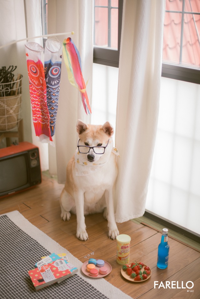 Chú chó Momo Inu đốn tim fan trong vai trò mẫu ảnh - Ảnh 2.