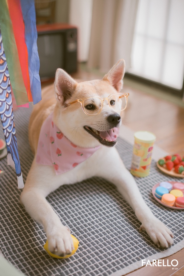 Chú chó Momo Inu đốn tim fan trong vai trò mẫu ảnh - Ảnh 5.
