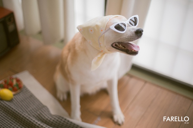 Chú chó Momo Inu đốn tim fan trong vai trò mẫu ảnh - Ảnh 6.