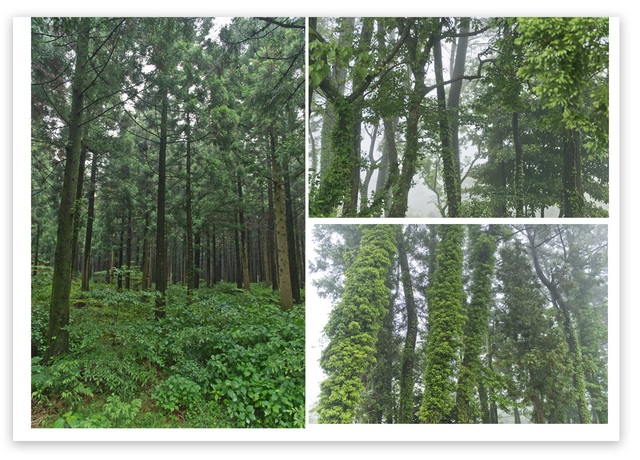 Lời hứa về cây xanh của innisfree: Từ một cái cây dưới tán rừng Gotjawal, đảo Jeju lan thành 138,300 cây trên toàn thế giới - Ảnh 1.
