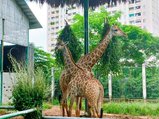 Một chuyến giải cứu Thảo Cầm Viên, để nơi này không phải trở thành ký ức - Ảnh 8.