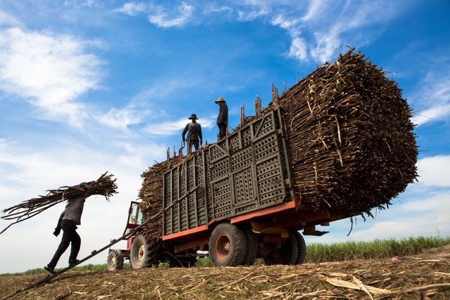 Ngành mía đường hội nhập Atiga – Người tiêu dùng hưởng nhiều lợi ích - Ảnh 1.