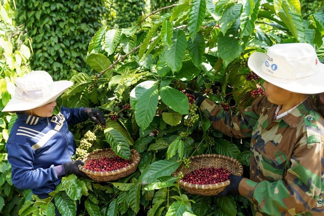 Mỹ Anh bắt tay cùng Hoàng Touliver, ra mắt album kể chuyện về nông trại cà phê bền vững - Ảnh 3.