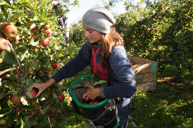 Vì sao táo Envy™ được người tiêu dùng Việt ưa chuộng? - Ảnh 3.