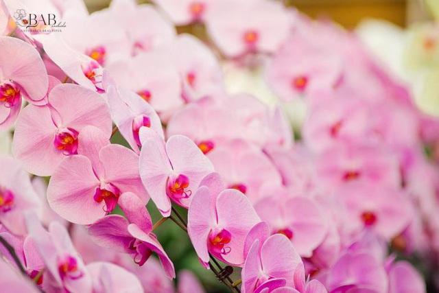 Khám phá vườn hoa Tết có một không hai, bất ngờ chứng kiến lan hồ điệp nữ hoàng Nhật Bản đẹp ngỡ ngàng - Ảnh 3.